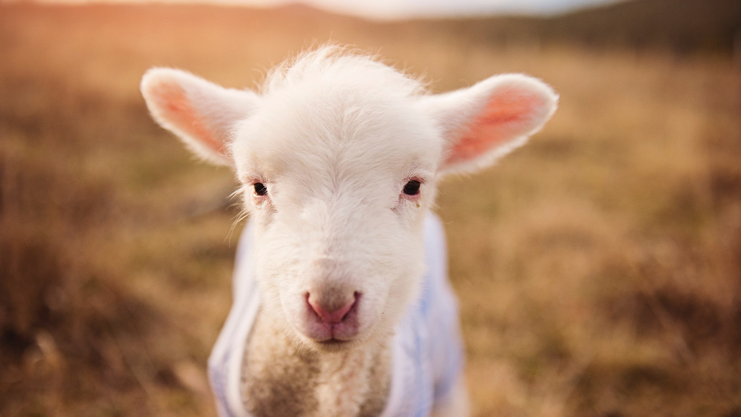 终场前11秒，他指着天空说，这是我们的球—范弗利特的休斯顿定义之战