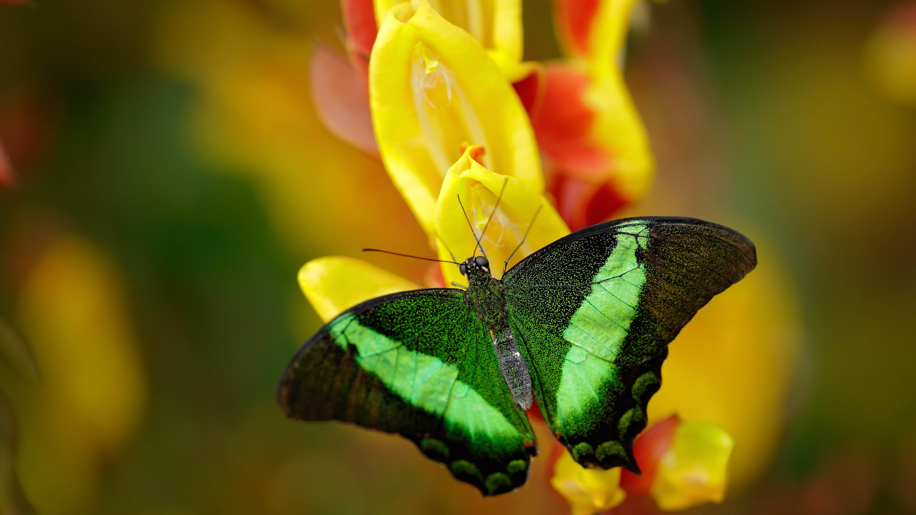 跨界英雄，张继科的关键一击助法国队力克韩国队