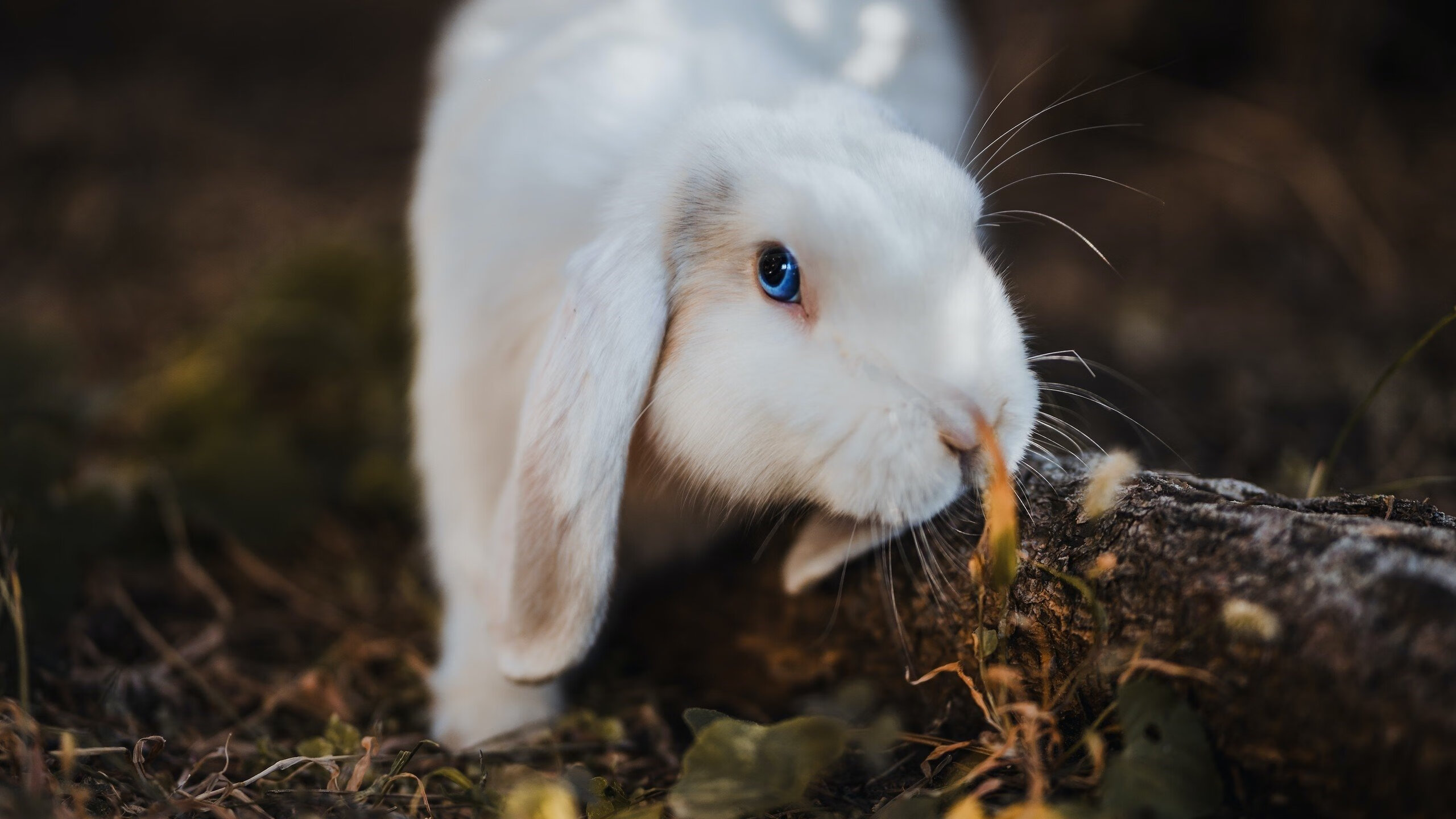 挪威闪电撕碎百年铁幕,当爱德华兹让国家德比的定义彻底改写