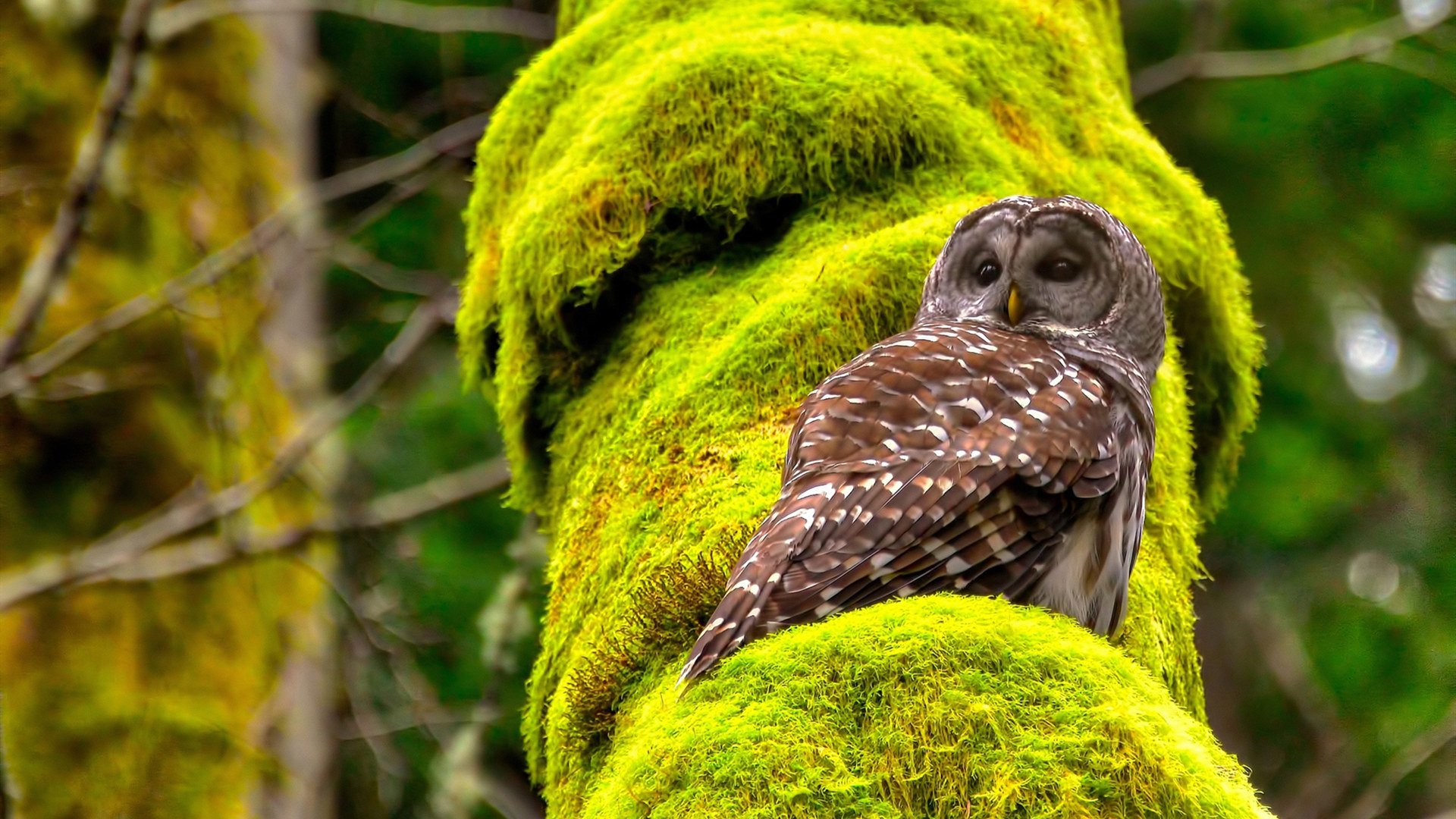 王者归位！利拉德关键三箭定江山，骑士逆转深圳巩固榜首