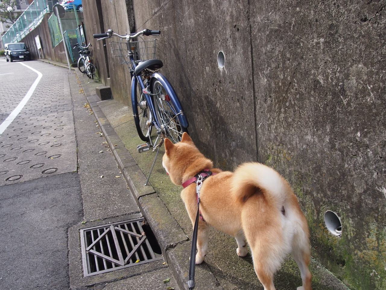 双重碾压！武切维奇化身无解内线巨兽，统治力惊爆全场