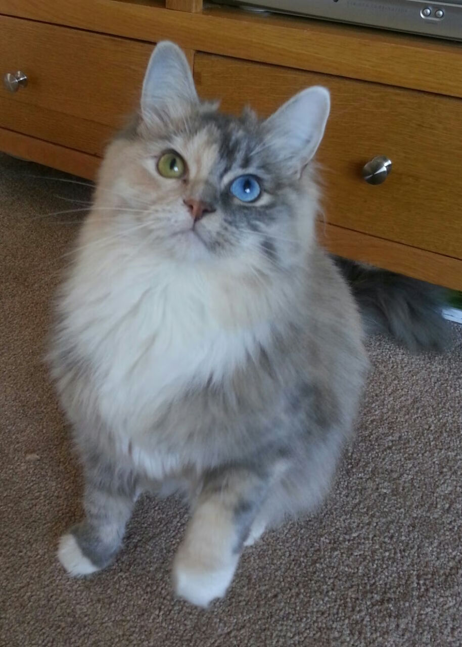 爱游戏官方入口-当皮球奔向球门时，整个葡萄牙在祈祷，而他只做了一件事