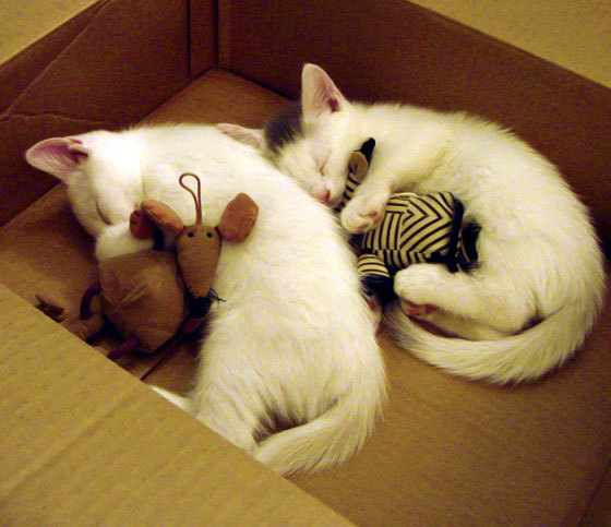 班凯罗执棒，奏响黄蜂压制湖人的命运交响曲