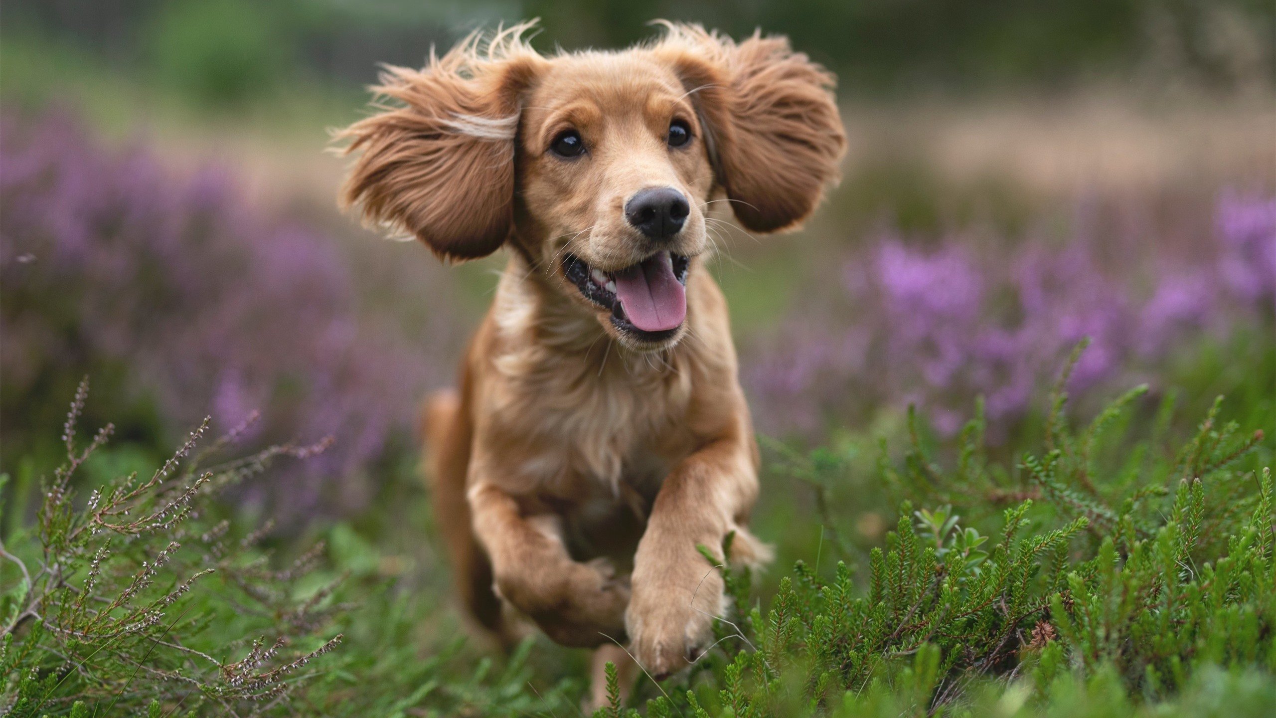 世界积分版图震动，北京队淘汰赛上演量子跃迁式过关魔术