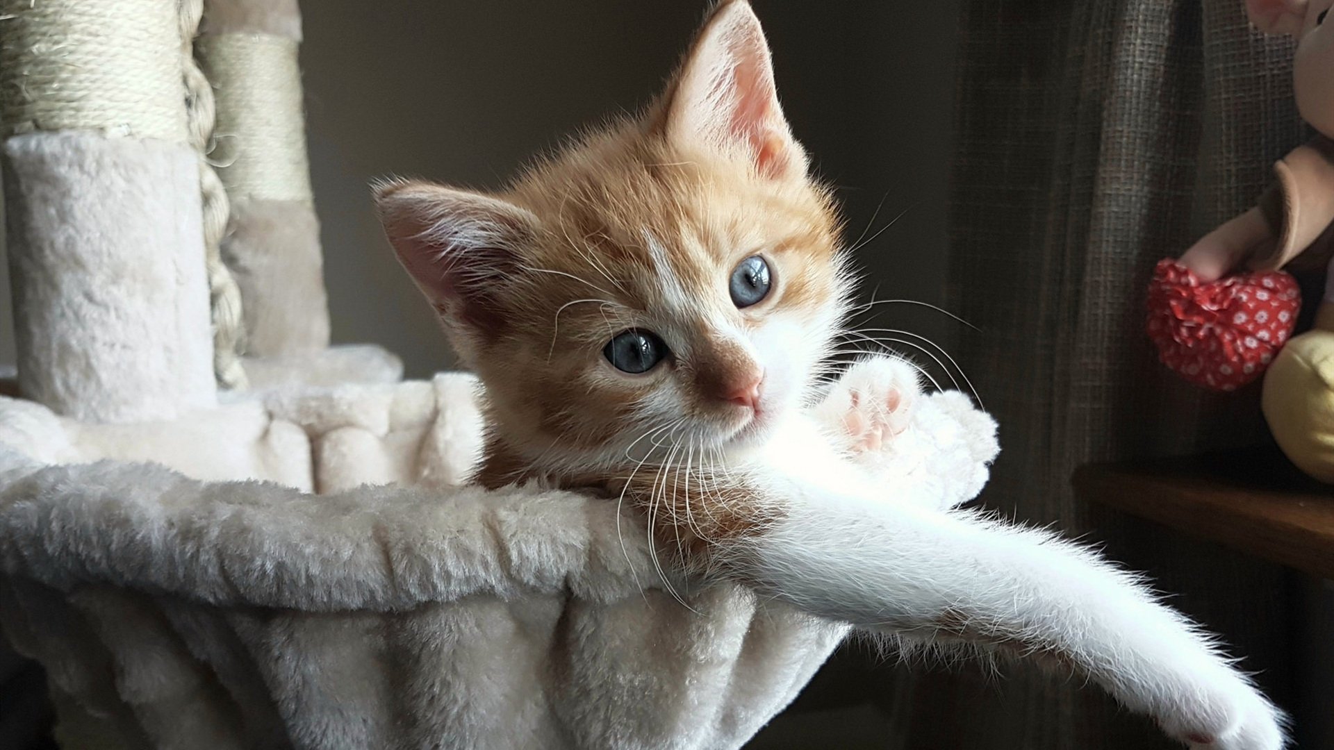 年度焦点之战之夜,塔图姆表现堪称教科书