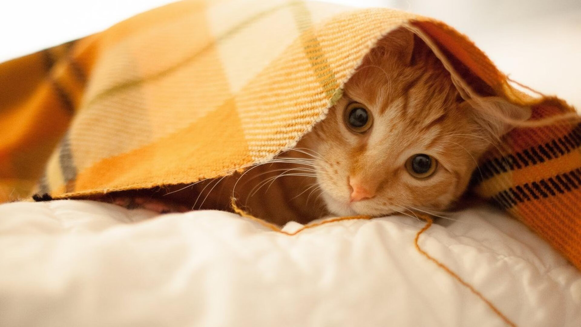 从绿茵场到地缘场，当基米希突破防线遇上卡塔尔突破强权