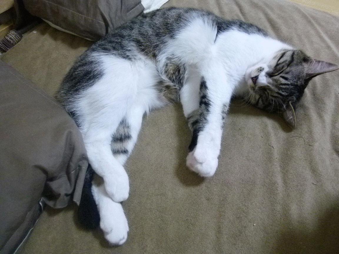 一波流定江山！恩比德统治末节，开拓者火力全开带走猛龙