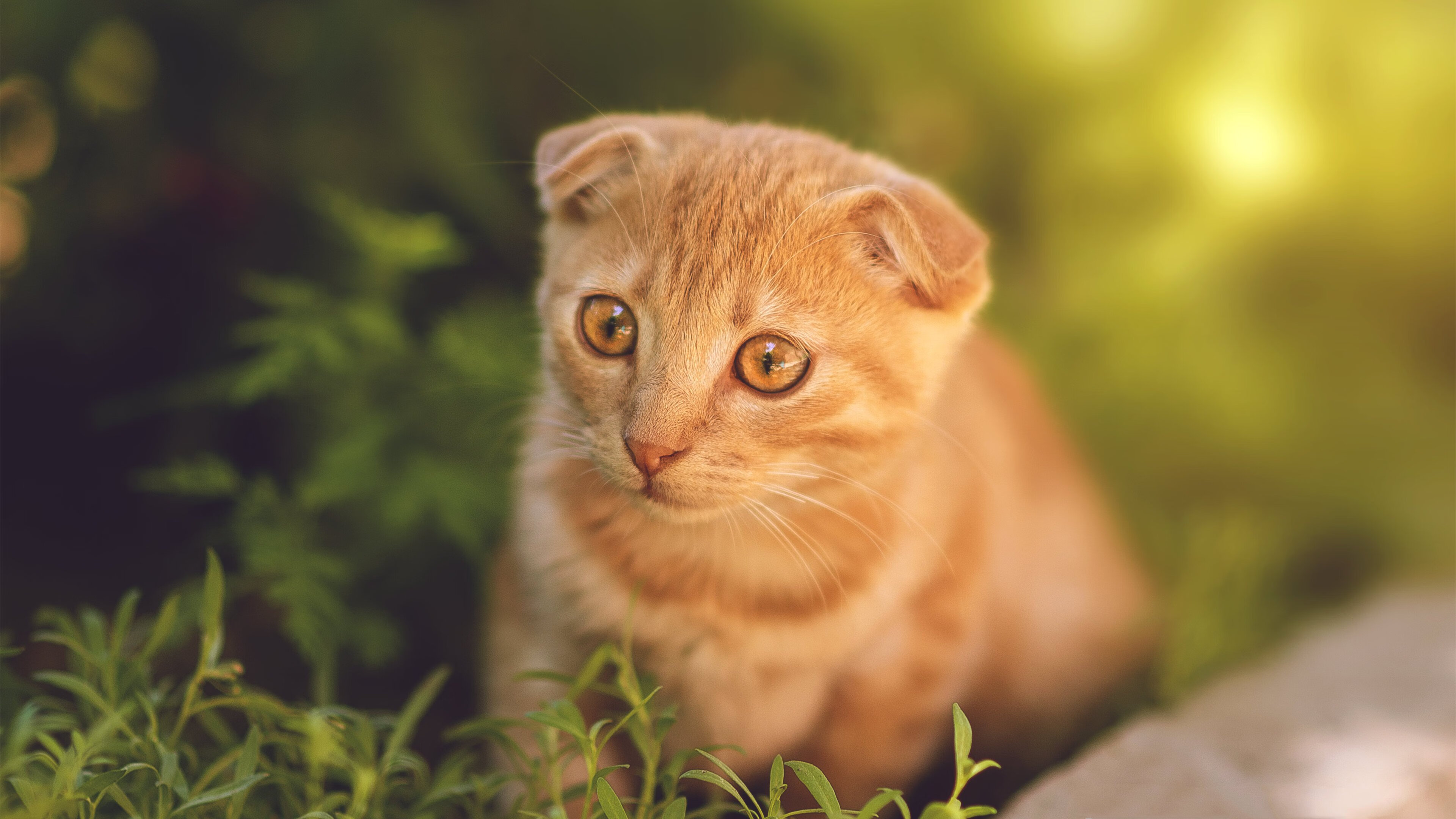 寒冰与烈火之间，阿劳霍用自我救赎重写失意者的故事