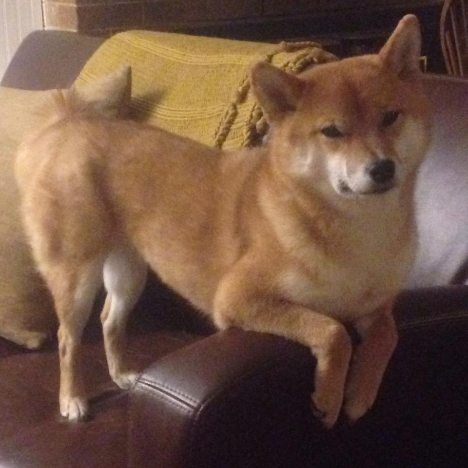 稳定器与洪流，英格拉姆的持续火力与步行者的战术碾压