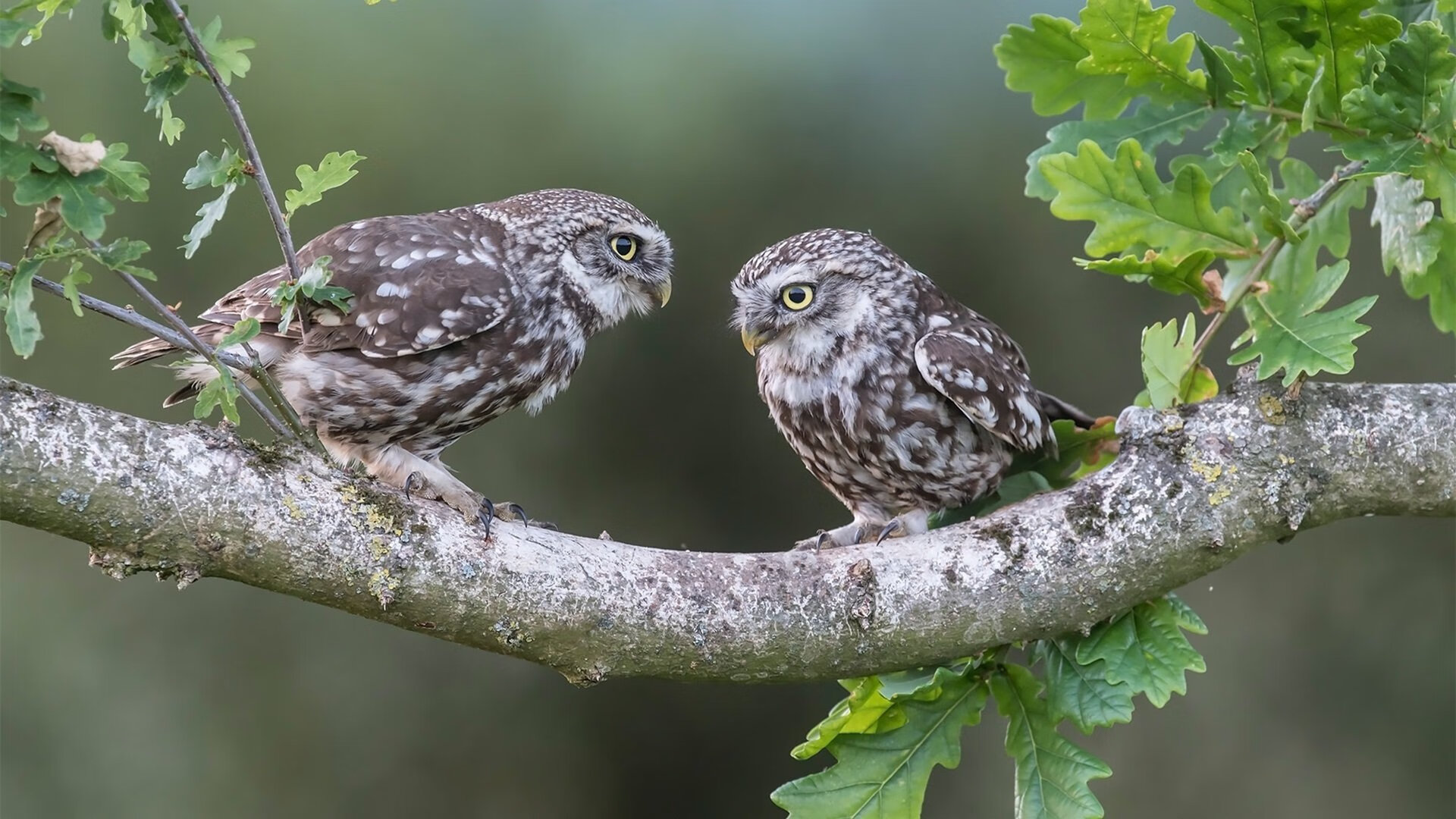 穆勒爆发导演逆转好戏，墨西哥争议性绝杀冰岛挺进争冠战