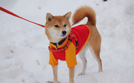 世界波与隔扣齐飞，当英格拉姆的白色弧光照亮西甲，森林狼的北境风暴席卷汽车城