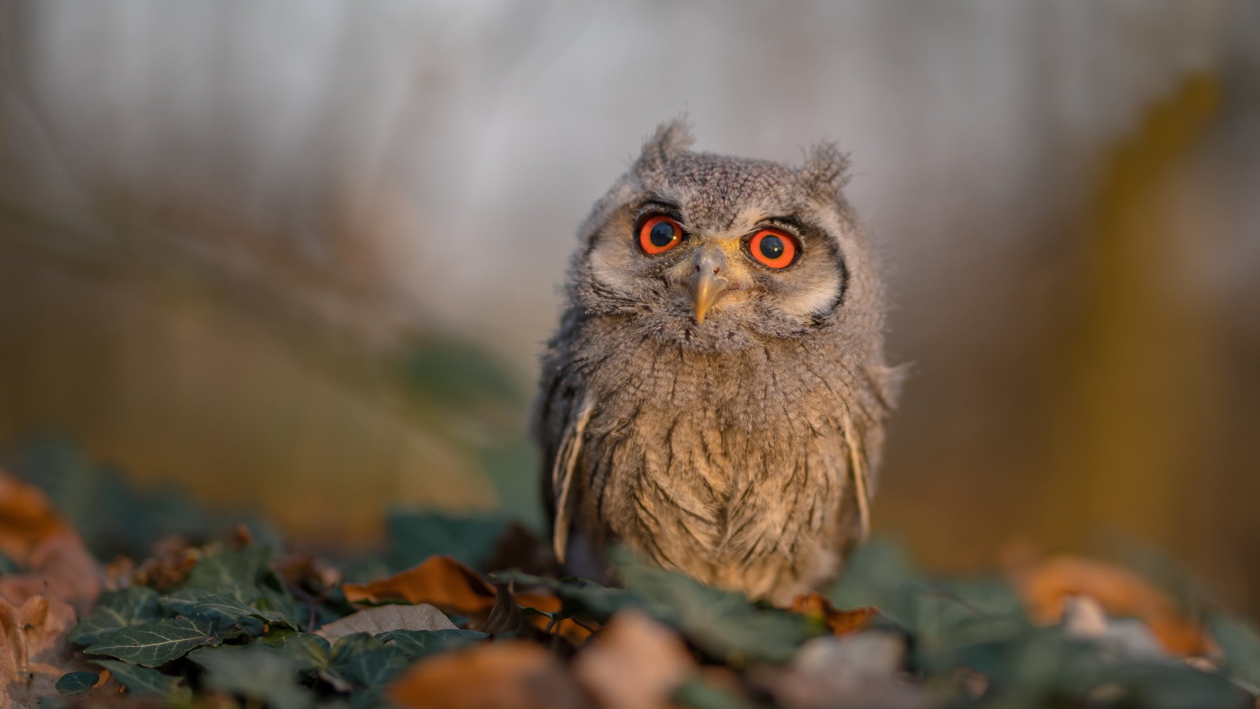 爱游戏下载-双重战线，英超争冠天平一夜倾斜，那不勒斯跨洲终结牙买加足球幻想