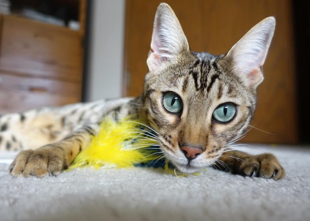 爱游戏2026-欧冠半决赛上演时空交锋！北京男篮降维打击攻克麦迪逊，跨界胜利引爆全球体育圈